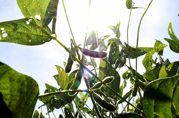 Mato Grosso do Sul amplia rede meteorológica com 70 estações e reforça monitoramento climático para a agropecuária