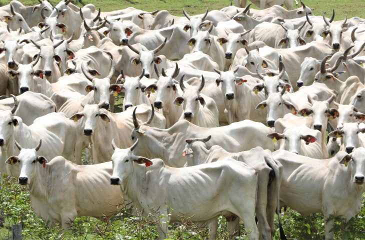 Pantanal ganha plano inédito para fortalecer cadeias pecuárias com foco em tradição, inovação e sustentabilidade
